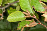 Green alder <BR>Mountain alder